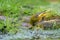 A greenfinch with its head between stones looking for food, chloris chloris. close-up