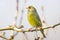 Greenfinch male Chloris chloris bird singing