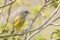 Greenfinch male Chloris chloris bird singing