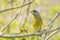 Greenfinch male Chloris chloris bird singing