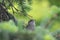 A greenfinch nestling sits among the dense needles in the park.