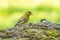A greenfinch sitting on a stone chewing a seed. In side view. A part of a tomtit out of focus behind it