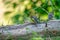 A greenfinch sitting on a tree trunk, seen from behind. A sparrow out of focus behind it. against a blurred background