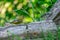 A greenfinch sitting on a tree trunk, side view. A sparrow in front. Against a blurred background