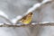 Greenfinch on a snowy branch