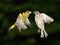 Greenfinch and sparrow fighting in flight