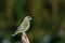 Greenfinch in winter