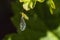 Greenfly aphid sucking on a leaf