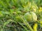 Greengage plum in grass, closeup of fruit