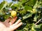 Greengage plum on tree, closeup of fruit and man hand