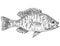 Greengill sunfish or Lepomis macrochirus cyanellus Freshwater Fish Cartoon Drawing
