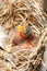Greenhorn nestling opened beak sitting in a nest