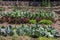 Greenhouse in the allotment garden