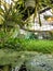 Greenhouse of aquatic tropical plants