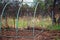 Greenhouse arcs without film in the garden