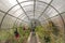 Greenhouse after autumn harvest in cloudy fall day