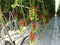 A greenhouse with big tomato plants with long bunches