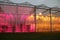 Greenhouse in Bleiswijk, the Netherlands of the Wageningen University is testing LED lights on the left versus tradiitional growi