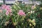 Greenhouse with blooming orchids in botanical garden