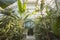 Greenhouse, botanical garden indoors. architecture, wide angle shot, plenty of vegetation.