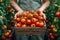 Greenhouse bounty Harvesting red tomatoes, hands cradle a boxful