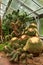 Greenhouse Cacti Enchanting Oasis: Cacti Harmony in the Botanical Haven. Embarking on a Green Journey: Cacti Elegance in