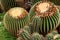 Greenhouse Cacti Enchanting Oasis: Cacti Harmony in the Botanical Haven. Embarking on a Green Journey: Cacti Elegance in