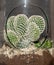 Greenhouse. Cactus. Glass. Nature. Garden. Green. Deco