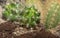 Greenhouse. Cactus. Nature. Garden. Glass. Green. Deco