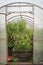 Greenhouse crop seedlings