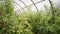 Greenhouse crop seedlings