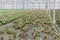 Greenhouse with cultivation of colorful flower Buttercups