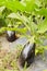 Greenhouse cultivation of organic eggplants, selective focus