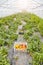 Greenhouse cultivation of organic peppers, selective focus