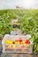 Greenhouse cultivation of organic peppers, selective focus