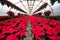 Greenhouse cultivation of poinsettias