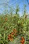 Greenhouse cultivation tomato