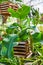 Greenhouse detail of wood hanging carnivorous pitcher plants