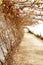 Greenhouse dry vine and path with potted plants