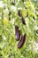Greenhouse eggplant field agriculture Turkey / Antalya