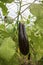 Greenhouse eggplant field agriculture Turkey / Antalya