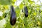 Greenhouse eggplant field agriculture Turkey / Antalya