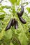 Greenhouse eggplant field agriculture Turkey / Antalya