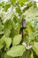 Greenhouse eggplant field agriculture Turkey / Antalya