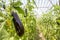 Greenhouse eggplant field agriculture Turkey / Antalya