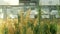 Greenhouse experimental technology for scientific research of barley Hordeum vulgare and wheat Triticum durum, genetic