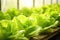 Greenhouse farming for fresh lettuce