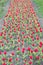 Greenhouse. field with tulips in netherlands. tulip field with various type and color. nature landscape sightseeing in