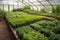 greenhouse filled with thriving rows of vegetables and fruits