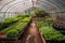 greenhouse filled with thriving rows of vegetables and fruits